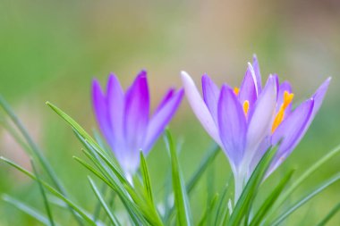 Yeşil çimenlikteki Filigran pembe çiçekleri bal arıları ya da bahar zamanı sinekler gibi uçan böceklerle döllenir. Bahçede bulanık arka plan ile yakın çekim makrosu gibi.
