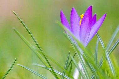 Yeşil çimenlikteki Filigran pembe çiçekleri bal arıları ya da bahar zamanı sinekler gibi uçan böceklerle döllenir. Bahçede bulanık arka plan ile yakın çekim makrosu gibi.