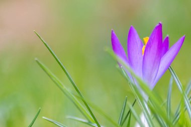 Yeşil çimenlikteki Filigran pembe çiçekleri bal arıları ya da bahar zamanı sinekler gibi uçan böceklerle döllenir. Bahçede bulanık arka plan ile yakın çekim makrosu gibi.