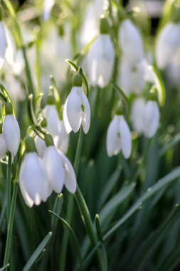 İlk bahar kardelen çiçekleri polen ve mevsimlik bal arıları için nektar. Şubat ayında beyaz yapraklar ve makro manzaralı beyaz çiçekler. Güzel bir bokeh ve bir sürü kopya alanı var.