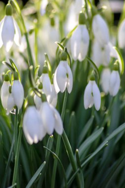 İlk bahar kardelen çiçekleri polen ve mevsimlik bal arıları için nektar. Şubat ayında beyaz yapraklar ve makro manzaralı beyaz çiçekler. Güzel bir bokeh ve bir sürü kopya alanı var.