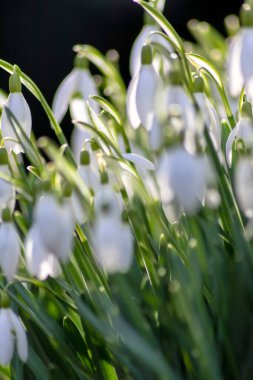 İlk bahar kardelen çiçekleri polen ve mevsimlik bal arıları için nektar. Şubat ayında beyaz yapraklar ve makro manzaralı beyaz çiçekler. Güzel bir bokeh ve bir sürü kopya alanı var.