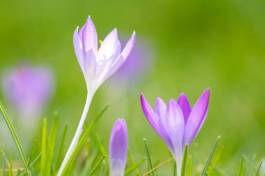 Yeşil çimenlikteki Filigran pembe çiçekleri bal arıları ya da bahar zamanı sinekler gibi uçan böceklerle döllenir. Bahçede bulanık arka plan ile yakın çekim makrosu gibi.