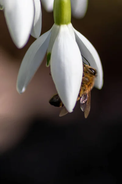 Honey Bee Pollinator First Spring Snowdrops Flowers Collects Pollen Nectar — Stock Photo, Image