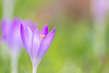 Yeşil çimenlikteki Filigran pembe çiçekleri bal arıları ya da bahar zamanı sinekler gibi uçan böceklerle döllenir. Bahçede bulanık arka plan ile yakın çekim makrosu gibi.