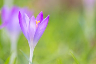 Yeşil çimenlikteki Filigran pembe çiçekleri bal arıları ya da bahar zamanı sinekler gibi uçan böceklerle döllenir. Bahçede bulanık arka plan ile yakın çekim makrosu gibi.