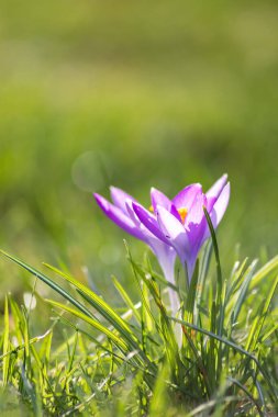 Yeşil çimenlikteki Filigran pembe çiçekleri bal arıları ya da bahar zamanı sinekler gibi uçan böceklerle döllenir. Bahçede bulanık arka plan ile yakın çekim makrosu gibi.