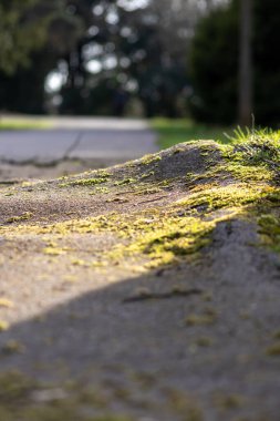 Güneşli bir günde yol kenarında toprak