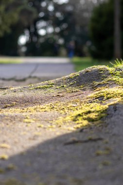 Güneşli bir günde yol kenarında toprak