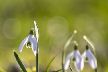 İlk bahar kardelen çiçekleri polen ve mevsimlik bal arıları için nektar. Şubat ayında beyaz yapraklar ve makro manzaralı beyaz çiçekler. Güzel bir bokeh ve bir sürü kopya alanı var.