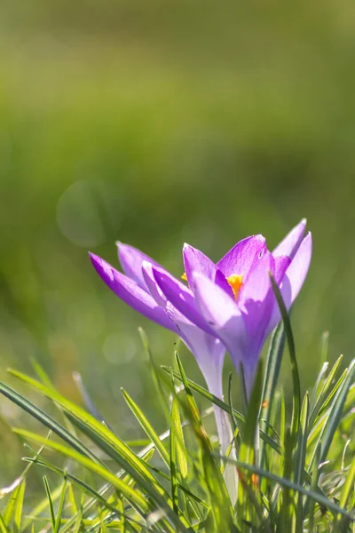Yeşil çimenlikteki Filigran pembe çiçekleri bal arıları ya da bahar zamanı sinekler gibi uçan böceklerle döllenir. Bahçede bulanık arka plan ile yakın çekim makrosu gibi.