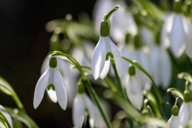 İlk bahar kardelen çiçekleri polen ve mevsimlik bal arıları için nektar. Şubat ayında beyaz yapraklar ve makro manzaralı beyaz çiçekler. Güzel bir bokeh ve bir sürü kopya alanı var.