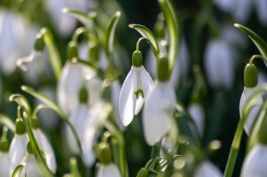 İlk bahar kardelen çiçekleri polen ve mevsimlik bal arıları için nektar. Şubat ayında beyaz yapraklar ve makro manzaralı beyaz çiçekler. Güzel bir bokeh ve bir sürü kopya alanı var.