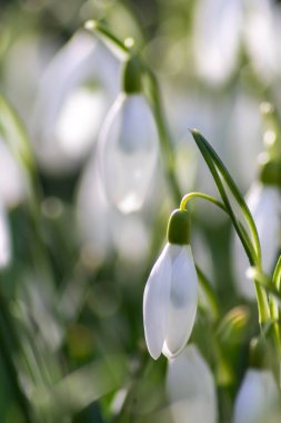 İlk bahar kardelen çiçekleri polen ve mevsimlik bal arıları için nektar. Şubat ayında beyaz yapraklar ve makro manzaralı beyaz çiçekler. Güzel bir bokeh ve bir sürü kopya alanı var.