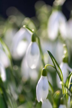 İlk bahar kardelen çiçekleri polen ve mevsimlik bal arıları için nektar. Şubat ayında beyaz yapraklar ve makro manzaralı beyaz çiçekler. Güzel bir bokeh ve bir sürü kopya alanı var.