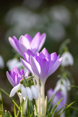 İlkbaharda kar damlaları, polen ve bal arıları için nektarla çiçek açar. Beyaz taç yaprakları, makro manzaralı beyaz çiçekler ve güzel bokeh bulanık arka plan.