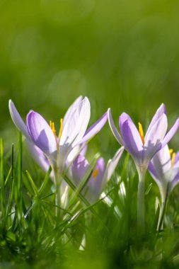 Yeşil çimenlikteki Filigran pembe çiçekleri bal arıları ya da bahar zamanı sinekler gibi uçan böceklerle döllenir. Bahçede bulanık arka plan ile yakın çekim makrosu gibi.