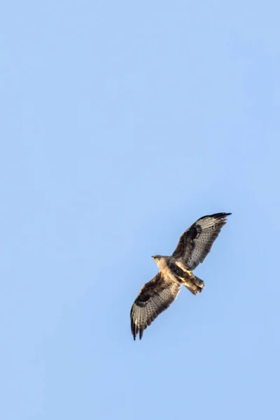 Bird Flying Blue Sky — Stock Photo, Image