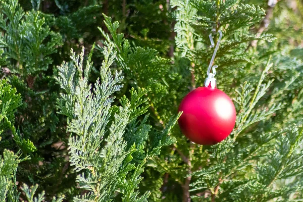 Weihnachtsbaum Mit Kugel Zur Dekoration — Stockfoto