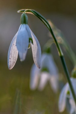 İlk bahar çiçekleri polen ve mevsimlik bal arıları için nektar beyaz taç yaprakları ve beyaz çiçeklerle dolu makro manzaralı, Paskalya bayramları için güzel bir bokeh.