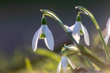 İlk bahar çiçekleri polen ve mevsimlik bal arıları için nektar beyaz taç yaprakları ve beyaz çiçeklerle dolu makro manzaralı, Paskalya bayramları için güzel bir bokeh.