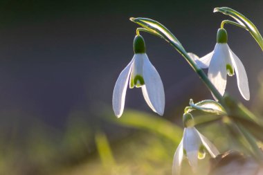 İlk bahar çiçekleri polen ve mevsimlik bal arıları için nektar beyaz taç yaprakları ve beyaz çiçeklerle dolu makro manzaralı, Paskalya bayramları için güzel bir bokeh.