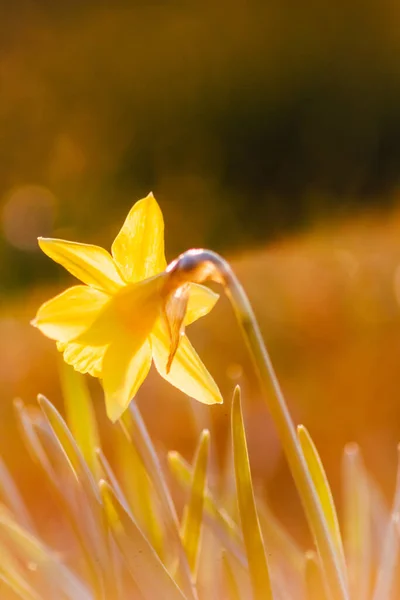 Baharda Sarı Narsislerin Sarı Nergislerin Makro Görüntüsü Doğanın Çiçek Yönünü — Stok fotoğraf