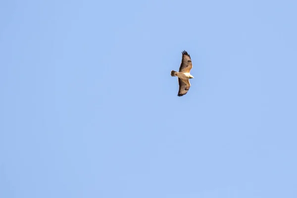 Птах Летить Блакитному Небі — стокове фото