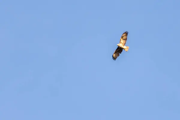 bird flying in blue sky