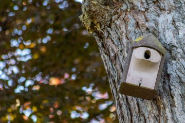 Ormandaki ağaçtaki ahşap kuş evi. 
