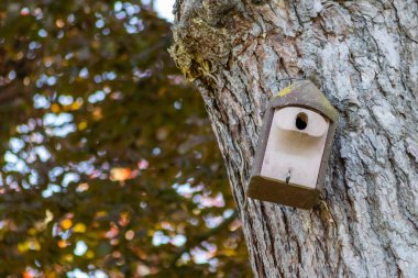 Ormandaki ağaçtaki ahşap kuş evi. 