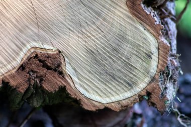 Ahşap yığını gibi ağaçların tahrip edilmesinden sonra kesilen ağaçlar kereste ve kereste endüstrisi için yıllık halkaların ve ağaçların yaşını ağaç gövdesi ve ağaç leşi üzerinde sürdürülebilir kaynaklar olarak gösteriyor.
