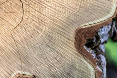 Ahşap yığını gibi ağaçların tahrip edilmesinden sonra kesilen ağaçlar kereste ve kereste endüstrisi için yıllık halkaların ve ağaçların yaşını ağaç gövdesi ve ağaç leşi üzerinde sürdürülebilir kaynaklar olarak gösteriyor.