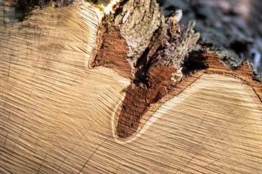 Ahşap yığını gibi ağaçların tahrip edilmesinden sonra kesilen ağaçlar kereste ve kereste endüstrisi için yıllık halkaların ve ağaçların yaşını ağaç gövdesi ve ağaç leşi üzerinde sürdürülebilir kaynaklar olarak gösteriyor.