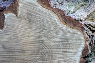 Ahşap yığını gibi ağaçların tahrip edilmesinden sonra kesilen ağaçlar kereste ve kereste endüstrisi için yıllık halkaların ve ağaçların yaşını ağaç gövdesi ve ağaç leşi üzerinde sürdürülebilir kaynaklar olarak gösteriyor.