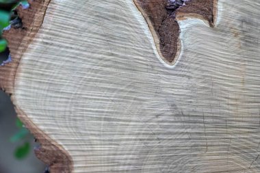 Ahşap yığını gibi ağaçların tahrip edilmesinden sonra kesilen ağaçlar kereste ve kereste endüstrisi için yıllık halkaların ve ağaçların yaşını ağaç gövdesi ve ağaç leşi üzerinde sürdürülebilir kaynaklar olarak gösteriyor.