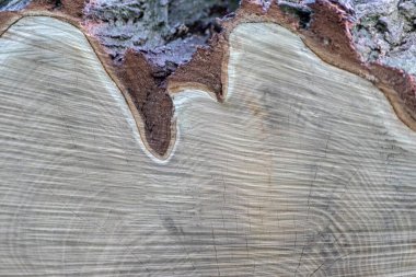 Ahşap yığını gibi ağaçların tahrip edilmesinden sonra kesilen ağaçlar kereste ve kereste endüstrisi için yıllık halkaların ve ağaçların yaşını ağaç gövdesi ve ağaç leşi üzerinde sürdürülebilir kaynaklar olarak gösteriyor.