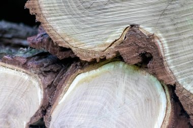 Ahşap yığını gibi ağaçların tahrip edilmesinden sonra kesilen ağaçlar kereste ve kereste endüstrisi için yıllık halkaların ve ağaçların yaşını ağaç gövdesi ve ağaç leşi üzerinde sürdürülebilir kaynaklar olarak gösteriyor.