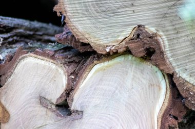 Ahşap yığını gibi ağaçların tahrip edilmesinden sonra kesilen ağaçlar kereste ve kereste endüstrisi için yıllık halkaların ve ağaçların yaşını ağaç gövdesi ve ağaç leşi üzerinde sürdürülebilir kaynaklar olarak gösteriyor.