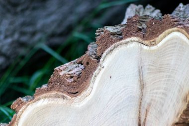 Ahşap yığını gibi ağaçların tahrip edilmesinden sonra kesilen ağaçlar kereste ve kereste endüstrisi için yıllık halkaların ve ağaçların yaşını ağaç gövdesi ve ağaç leşi üzerinde sürdürülebilir kaynaklar olarak gösteriyor.