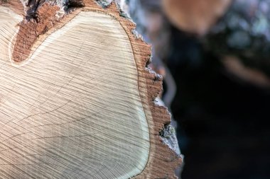 Ahşap yığını gibi ağaçların tahrip edilmesinden sonra kesilen ağaçlar kereste ve kereste endüstrisi için yıllık halkaların ve ağaçların yaşını ağaç gövdesi ve ağaç leşi üzerinde sürdürülebilir kaynaklar olarak gösteriyor.