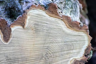 Ahşap yığını gibi ağaçların tahrip edilmesinden sonra kesilen ağaçlar kereste ve kereste endüstrisi için yıllık halkaların ve ağaçların yaşını ağaç gövdesi ve ağaç leşi üzerinde sürdürülebilir kaynaklar olarak gösteriyor.