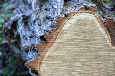 Ahşap yığını gibi ağaçların tahrip edilmesinden sonra kesilen ağaçlar kereste ve kereste endüstrisi için yıllık halkaların ve ağaçların yaşını ağaç gövdesi ve ağaç leşi üzerinde sürdürülebilir kaynaklar olarak gösteriyor.