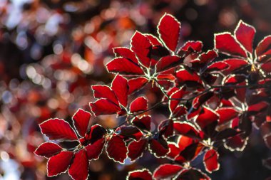 Sonbaharda bakır bir kayın ağacının renkli yaprakları arka planda parlak bir şekilde parlar ve turuncu, kırmızı ve sarı renkli yaprak damarlarını doğanın güzel tarafı olarak gösterir.