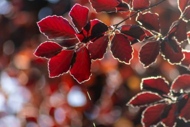 Colorful leaves of a copper beech in autumn and fall shine bright in the backlight and show their leaf veins in the sunlight with orange, red and yellow colors as beautiful side of nature