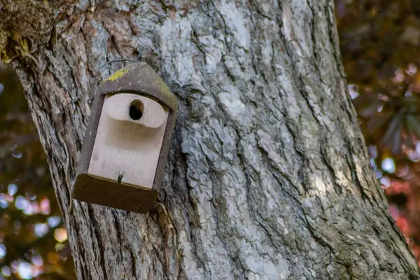 Ormandaki ağaçtaki ahşap kuş evi. 