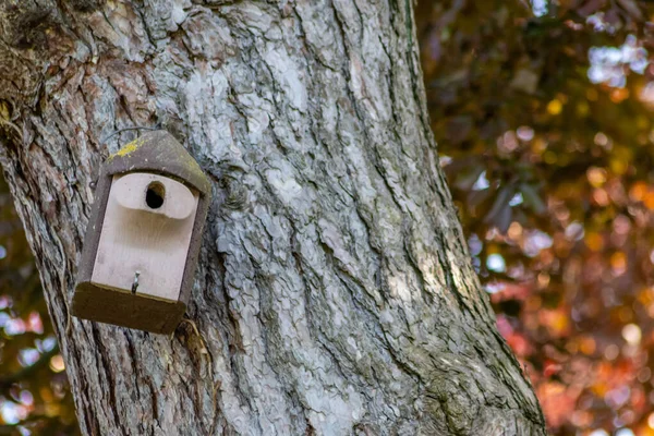 Dřevěná Ptačí Budka Stromě Lese — Stock fotografie