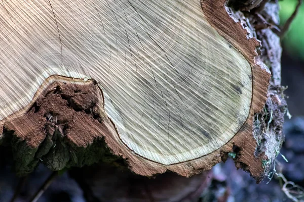 Ahşap yığını gibi ağaçların tahrip edilmesinden sonra kesilen ağaçlar kereste ve kereste endüstrisi için yıllık halkaların ve ağaçların yaşını ağaç gövdesi ve ağaç leşi üzerinde sürdürülebilir kaynaklar olarak gösteriyor.