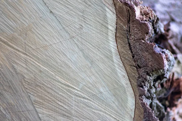 Gehölze Aus Bauholz Nach Der Entwaldung Die Als Holzstapel Gestapelt — Stockfoto