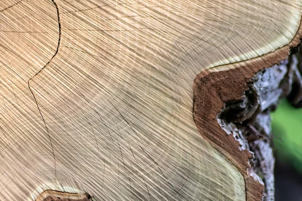 Ahşap yığını gibi ağaçların tahrip edilmesinden sonra kesilen ağaçlar kereste ve kereste endüstrisi için yıllık halkaların ve ağaçların yaşını ağaç gövdesi ve ağaç leşi üzerinde sürdürülebilir kaynaklar olarak gösteriyor.